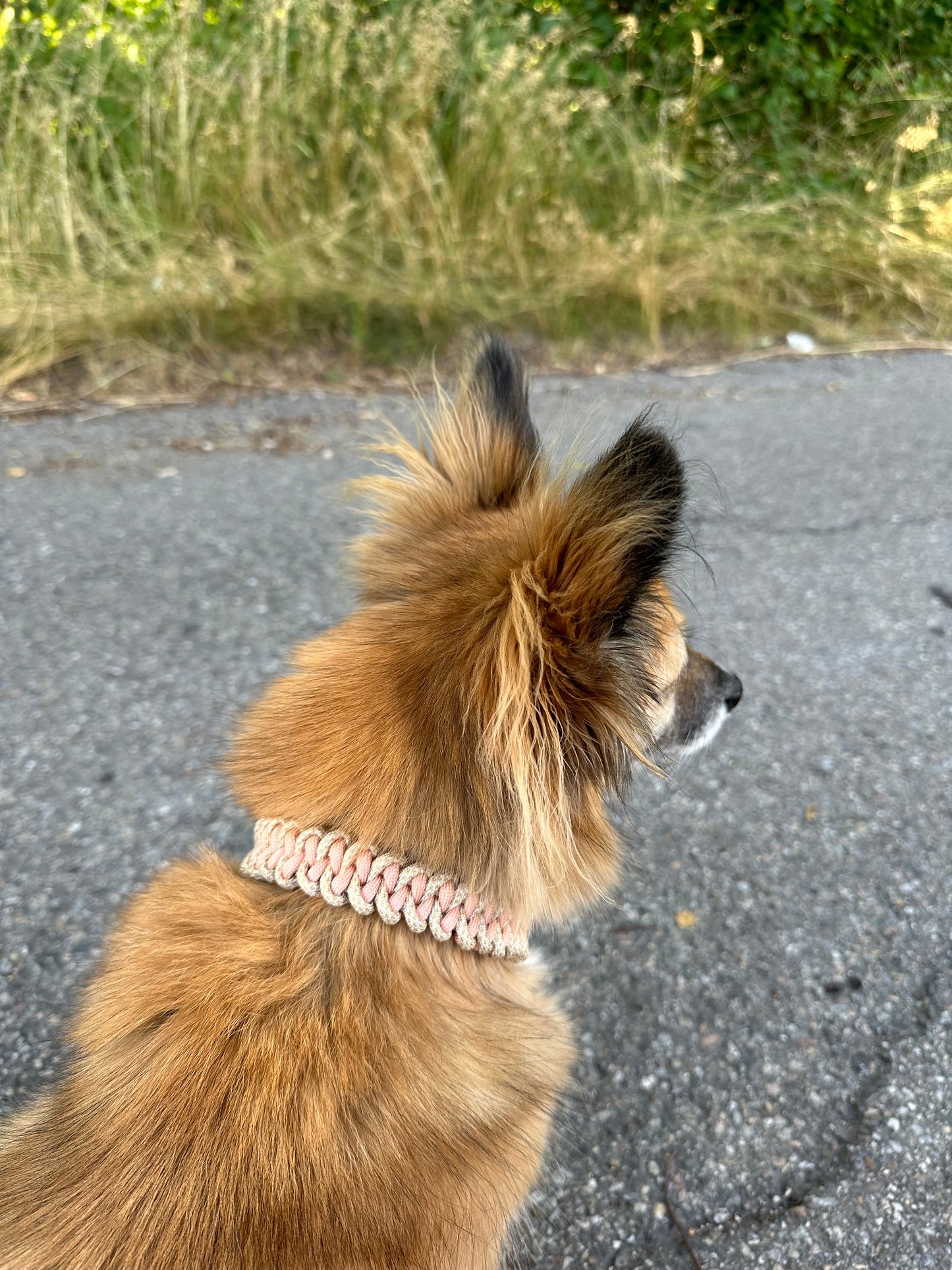 Halsband peachy cobra